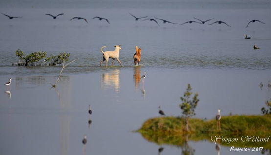 看著鸕鶿身影消逝的狗狗。牠們知道追不到而放棄狩獵，不過下回牠們會學聰明，尋找容易下手的，在動物行為學上這是一種試誤學習！ 馮建中/攝