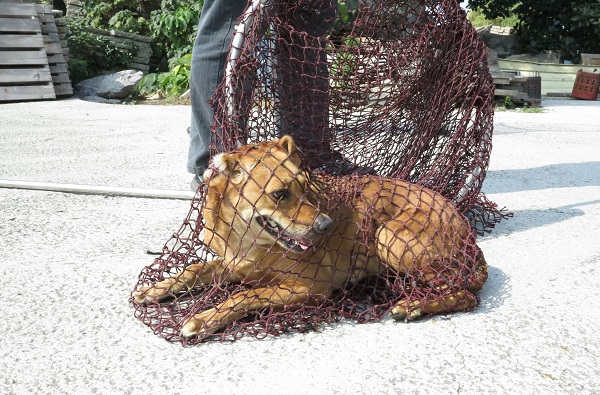台南市的TNVR已建立標準作業流程及危機處理，碰到兇猛犬隻馬上捕捉。蕭士塔/攝