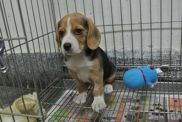 新北市的小米格魯「滷蛋」，被主人從5樓丟下，大難不死，在牠之前的一隻狗就沒這種好運，喪失了性命。 新北市動保處/提供