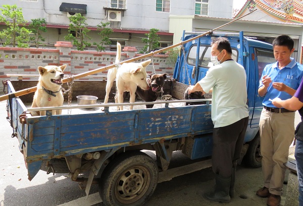 為了防止狗跳車，這位農民在載貨櫃綁根竹竿，將狗鏈繫在竹竿上。  蕭士塔/攝