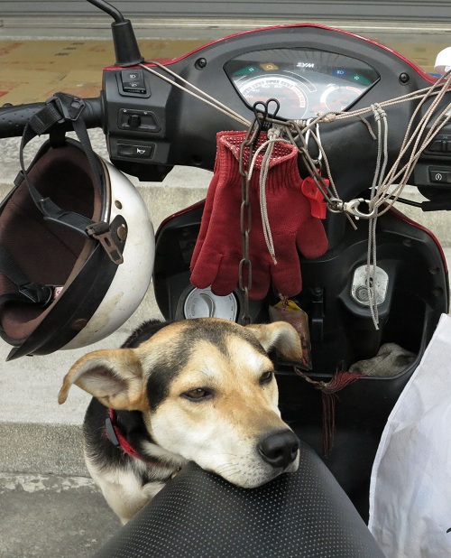 機車踏板載狗仍是最普遍的方式，但是如果警察硬要追究，仍會被開罰單。  蕭士塔/攝