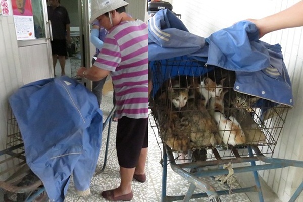 阿婆手推獨輪車載貓到活動中心結紮，並用雨衣覆蓋，以免貓咪受驚嚎叫。蕭士塔/攝