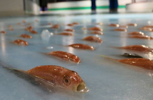 一條條魚屍被冰封在溜冰場的冰面下,情景恐怖,被民眾批評做法殘忍。取自スペースワールド臉書專頁