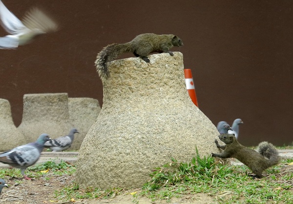 松鼠因為模樣可愛，馴化後還能聽主人呼喚，成為一些民眾的新寵。蕭士塔/攝