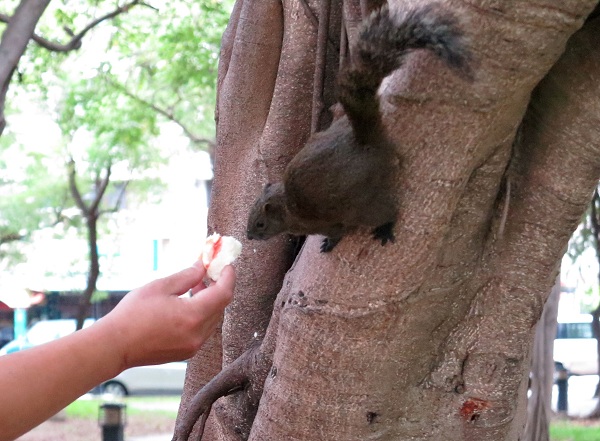 人類餵養松鼠的年代久遠，之前都是在公園餵養野生松鼠居多。蕭士塔/攝