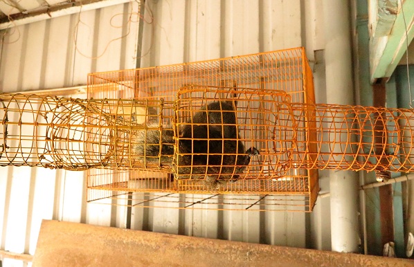 飼主用數個籠子串連增大松鼠活動範圍。蕭士塔/攝