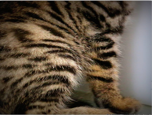 或是因為這個星球上絕不重複的斑紋排列，讓你認定牠是唯一。