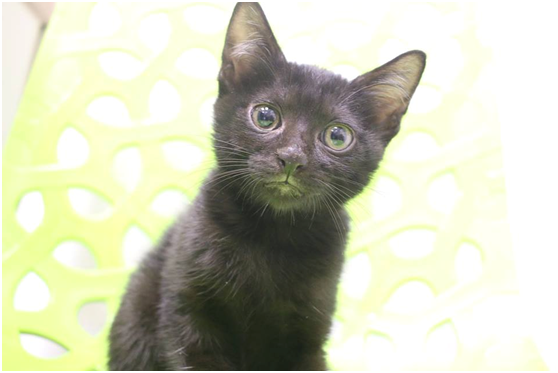 所以，你愛我嗎？請來抱我回家吧，我會用我的一世人來愛你...。