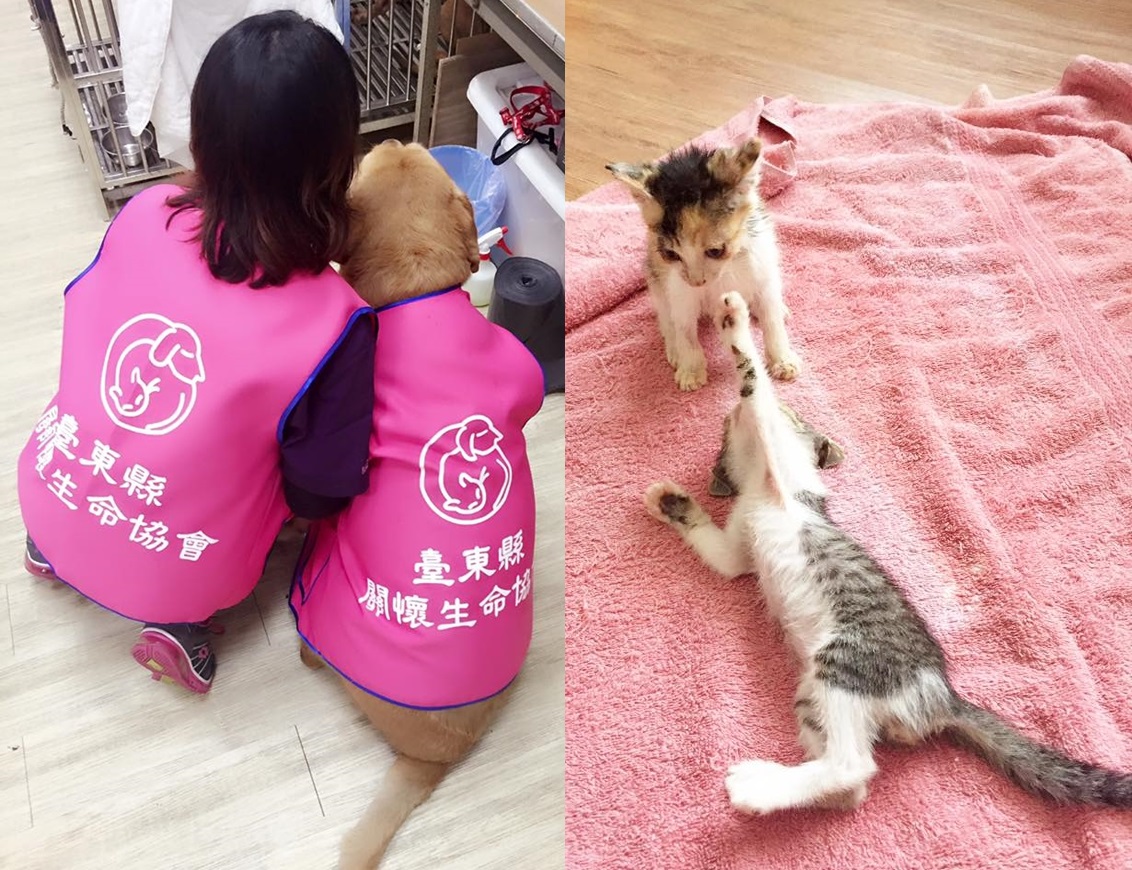 不只協會衝勁十足，收容的小貓也活力滿滿。　社團法人臺東縣關懷生命協會/提供