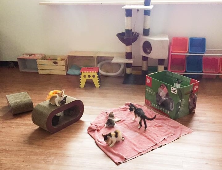 溫馨、精緻的貓房。　社團法人臺東縣關懷生命協會/提供