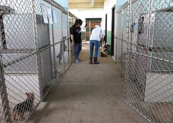 台南市動保處灣裡收容所增建了2樓的收容空間，以安置小型貓狗為主 。蕭士塔/攝