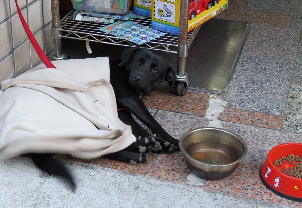 這幾天氣溫降低,玩具行店家特別為來作客的「妹妹」蓋上棉被。蕭士塔/攝
