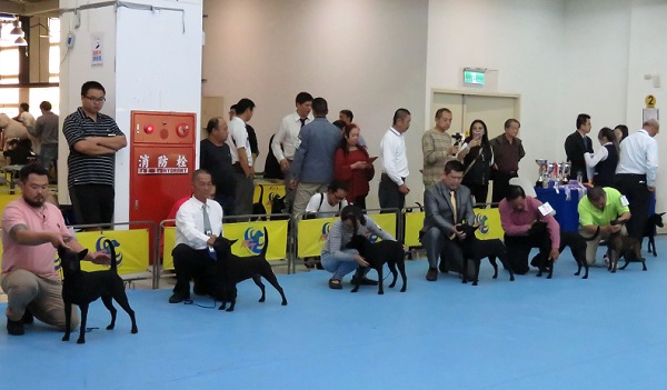 台灣畜犬協會(KCT)日前在台南市舉辦犬賽，台灣犬一字排開，參賽陣容壯大。 蕭士塔/攝