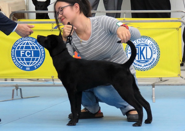 指導手不斷撫觸比賽犬的尾巴，展現鐮刀狀，以強化台灣犬的特徵。蕭士塔/攝