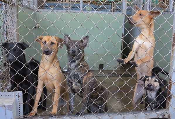 仔細端詳台灣犬與收容所的米克斯，還是能比較出差異。 蕭士塔/攝
