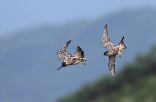 55天的幼鳥練習飛行。