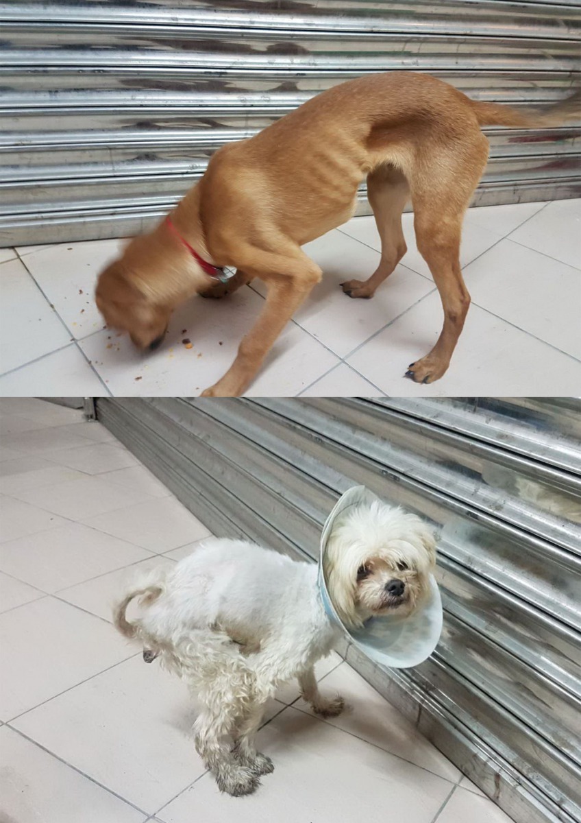 台南市愛媽徐滿惠送養出去的兩隻流浪狗被棄養，因狗身上的晶片而查獲飼主。            圖/台南市動保處提供