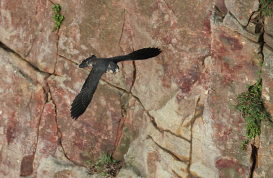 42天離巢學飛的幼鳥。幼鳥離巢前會四處走跳、攀爬草叢走跳、攀爬、鼓翼，常發出索食聲，離巢後仍會停留巢區2-4週。