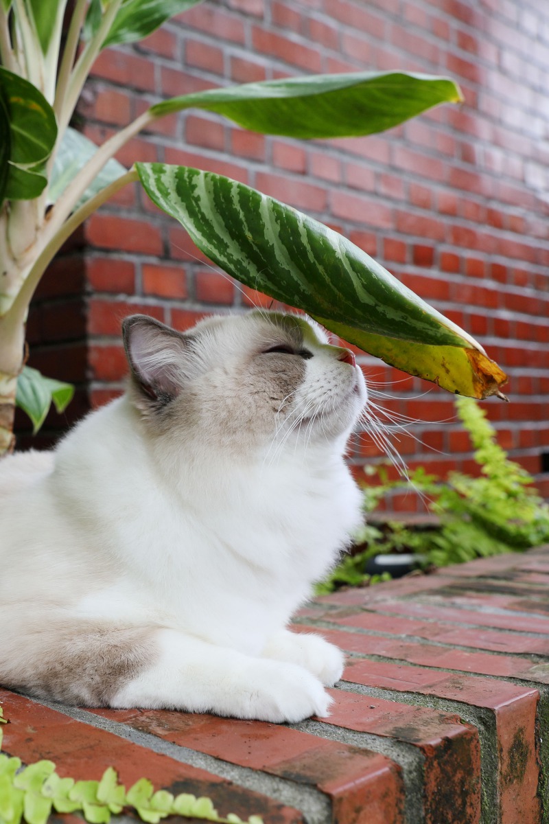 老劉如今捕捉的毛孩照，動物神韻巧妙且自然。劉智豪／提供