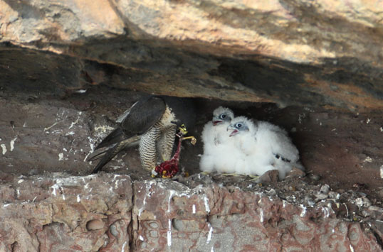 22天的雛鳥接受親鳥餵食。