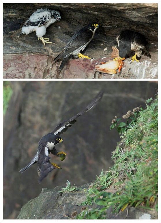 上：遊隼獵捕到稀有的赤翡翠育雛。下：遊隼獵捕綠繡眼。