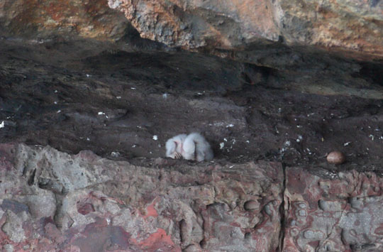 第9天的雛鳥。公母鳥輪流孵蛋，但以母鳥為主，育鶵期主要為母鳥抱鶵及餵食，公鳥負責警戒、覓食。離巢期則是公母鳥皆會覓食、給食。