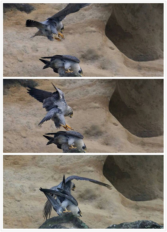 遊隼交配三連拍！繁殖期大至為：1-3月交尾期、3-4月孵蛋期、4-5月育鶵期、5-6月離巢期，但於7-11月即有入巢、11月即有交尾行為出現。