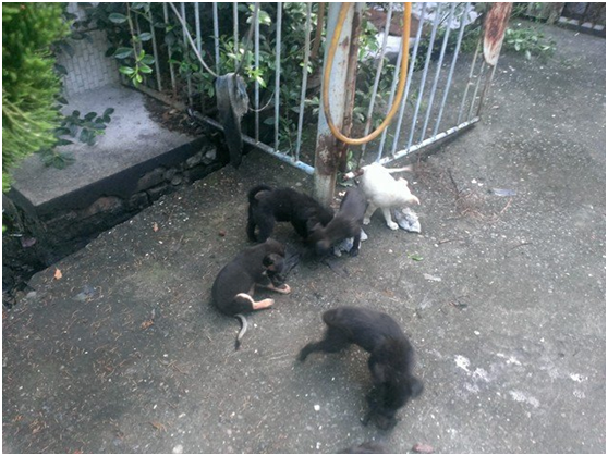 洪婦辯稱狗場內新增的5隻幼犬,是朋友寄養的。並親口承認幼犬原有8隻,陸續死亡3隻,剩下現在5隻。陳隨意/提供