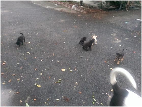 洪婦因不當飼養,已被限制終身不得飼養犬隻!陳隨意/提供