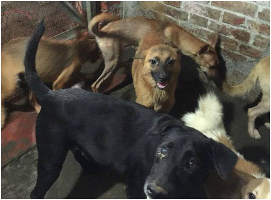 防疫所前往關心臨時安置沒入犬隻的收容所狀況。陳隨意/提供