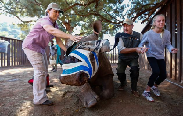 2016年5月3日, 獸醫約翰·馬拉以斯(Johan Marais)和獸醫雅娜·派圖力爾斯(Jana Pretorius)和「希望」的合照。 取自timeslive.co.za