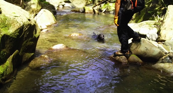 先從淺水區玩起,讓狗狗體會親水的樂趣。周聰吉/提供
