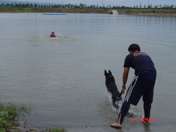 經過逐步訓練後,狗看到水中有人,就躍躍欲動了。周聰吉/提供