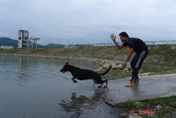 想讓狗做到一聲令下或主動躍身下水救人,需要一段繁複的訓練過程。 周聰吉/提供