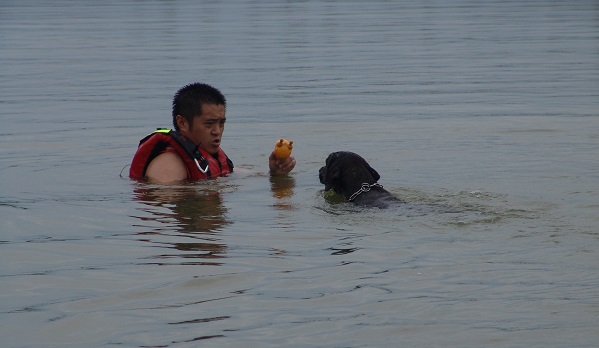有玩球遊戲做誘因,縱然是腳觸不到底的深水區,狗也不會害怕。周聰吉/提供