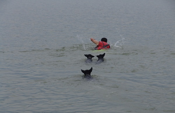 人狗游泳大賽?原來這也是搜救犬的水域拖帶訓練。 周聰吉/提供
