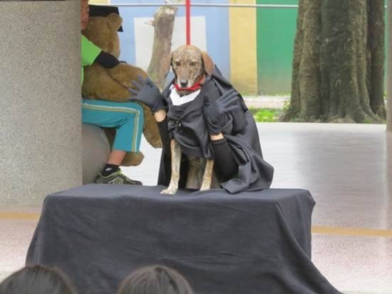 萬豐國小校犬「小乖」,曾先後和校長、教導主任搭檔演出話劇,讓學生更親近校犬。 台中市動保處/提供
