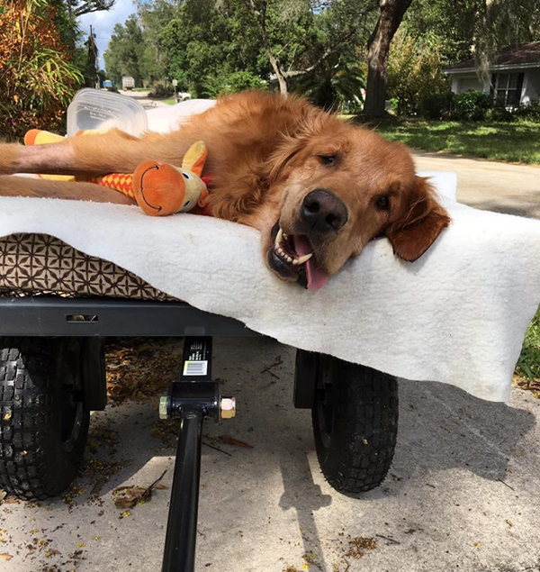 8歲多的黃金獵犬小牛,因為癌症無法行走,卻因拖車找回生命動力。取自thedodo.com