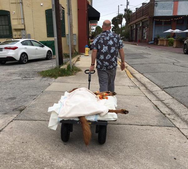 有了拖車,小牛又可以上街了,爸爸就這樣拉著拖車帶牠逛街和採購。取自thedodo.com