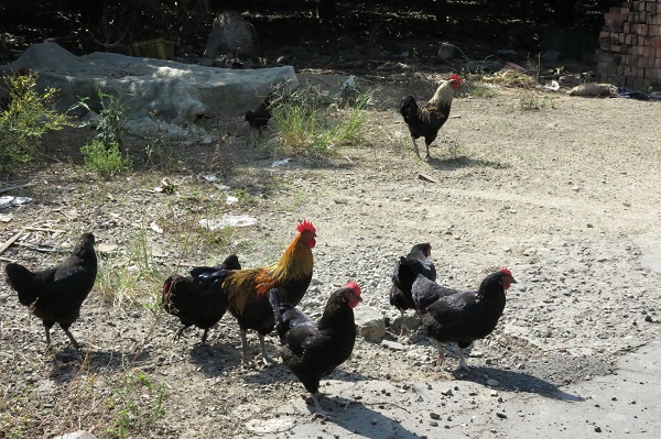 禽流感爆發，用心的業餘養雞民眾，以加強禽舍環境衛生來對應。 蕭士塔/攝