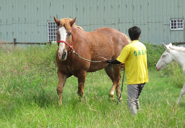 目前還在后里馬場的48匹血清馬，將搬到台南關廟面積逾3000坪的新牧場 (此為示意圖)。 蕭士塔/攝