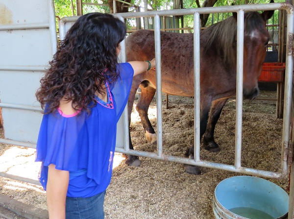 陳玉奇今年中購買的退休血清馬，在台南馬場受到完善的照顧。 蕭士塔/攝