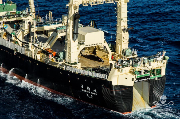 日本漁船日新丸(Nisshin Maru) 的甲板上出現一隻死亡的小鬚鯨。圖片來源:Glenn Lockitch/Sea Shepherd Global。