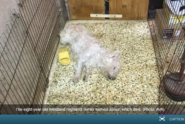 家在新加坡的8歲西高地白梗，被有精神問題的年輕女主人，持雨傘活活打死。  取自channelnewsasia.com