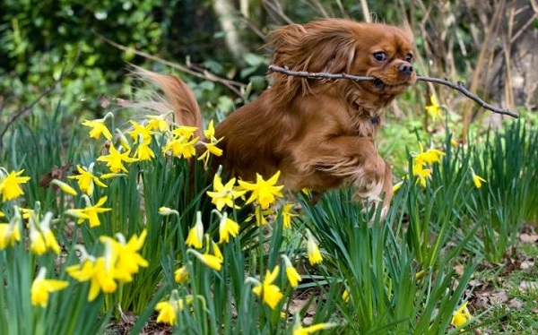 查理王小獵犬也是心 臟二尖瓣病變的高風險犬種。 取自telegraph.co.uk