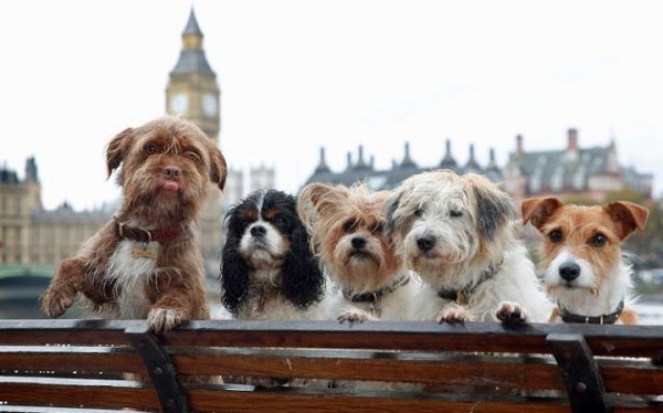 小型犬比大型犬更能受惠於Pimobendan藥品的研究結果。  取自telegraph.co.uk