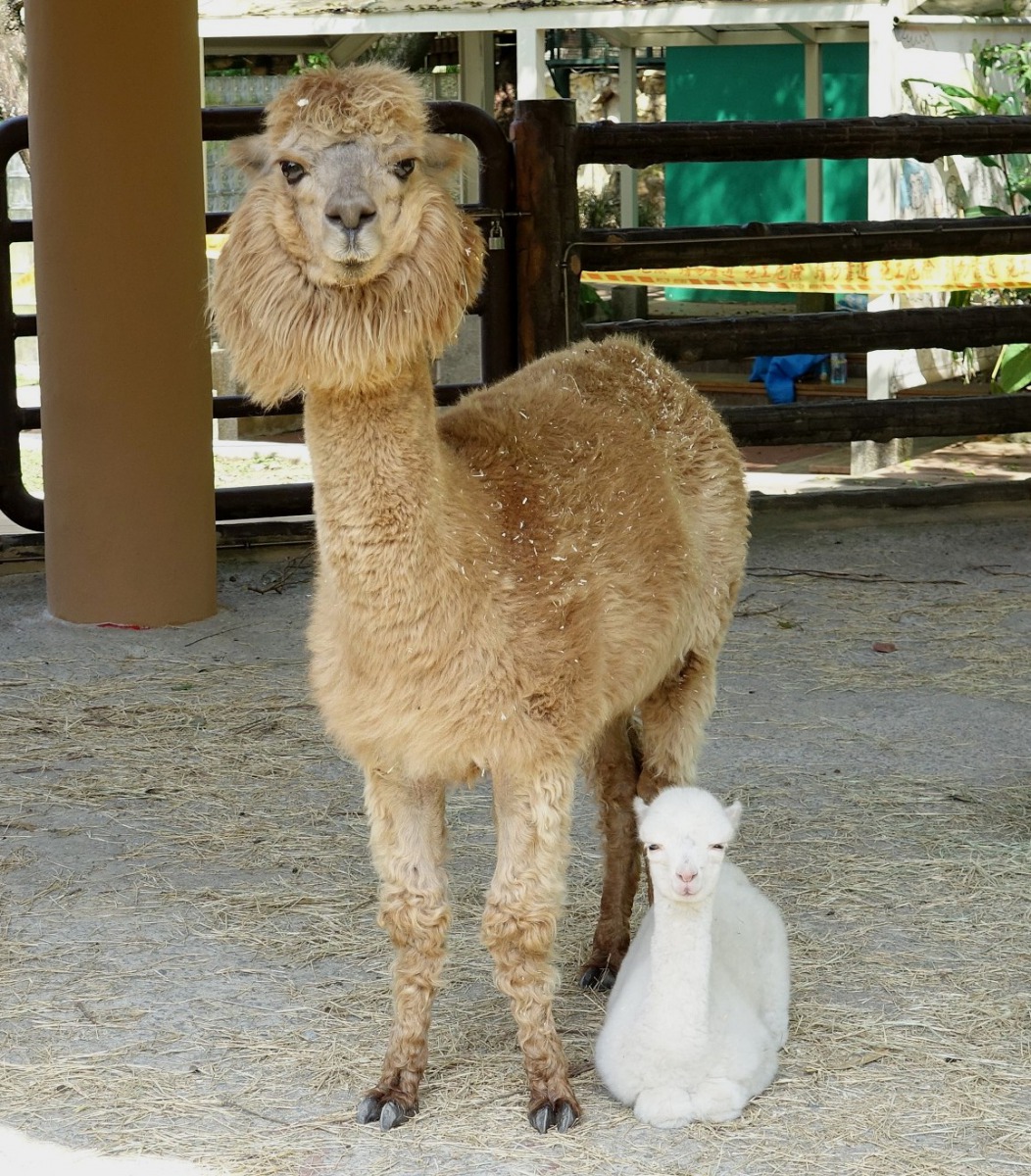 羊駝的外觀因為遺傳多樣性因素，使得毛色或斑塊分布多達57種變化，每一隻羊駝的毛皮都有自己獨特的形狀與樣貌。