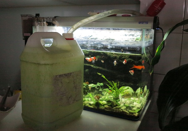 水族缸換水時，每次不要超過水族缸容量的四分之一哦。  蕭士塔/攝