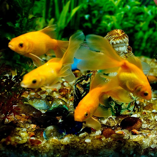 家中有水族缸嗎? 幾個簡單的作法，就能讓你實踐「魚菜共生」的夢想。