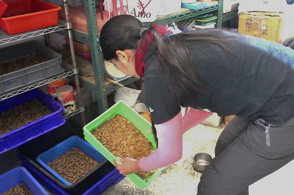 台北鳥會野鳥救傷中心儲備多種鳥食，依據鳥種的不同餵食適合的食物。吳冠輝/攝